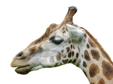 The head of a giraffe isolated on white 写真素材