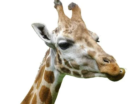 The head of a giraffe isolated on white Stockfoto's