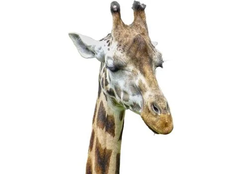 The head of a giraffe isolated on white Stock Photos