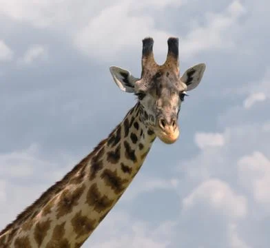 Head of giraffe over blue sky Stock Photos