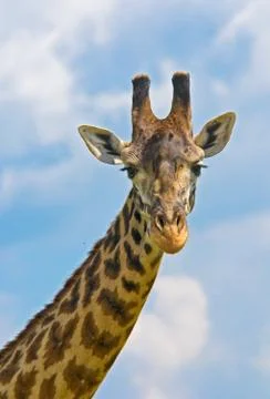 Head of giraffe over blue sky Stock Photos