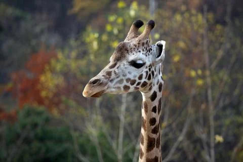 Head of giraffe Foto stock