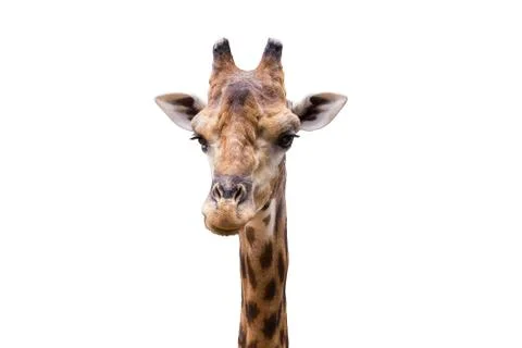 Head of giraffe Stock Photos