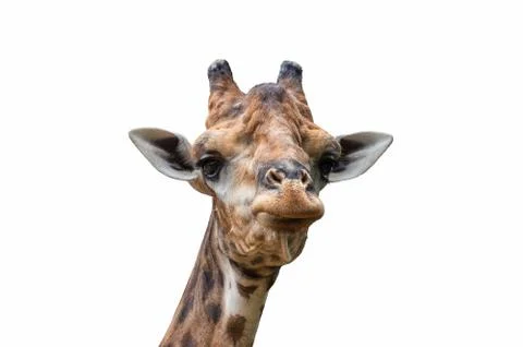 Head of giraffe Foto stock