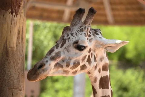 Head of Giraffe Stock Photos