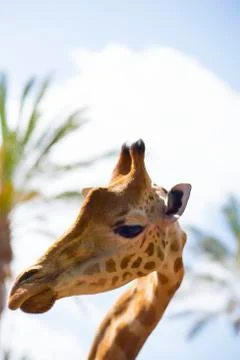 The Head of a Giraffe Stock Photos