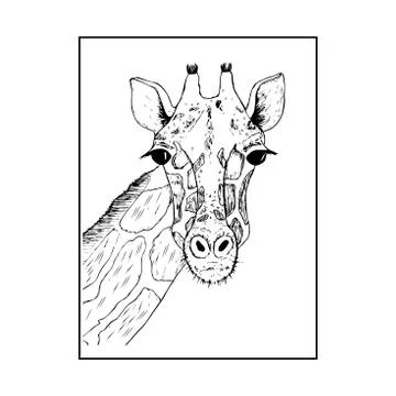 The head of a giraffe sketch vector graphics black and white drawing Stock Illustration