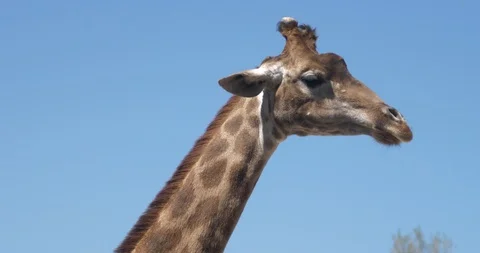The head of a giraffe who chews on the sky background Stock Footage 89308243