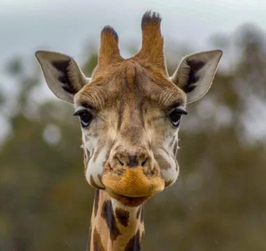 Head of a giraffe in a Zoo Foto stock