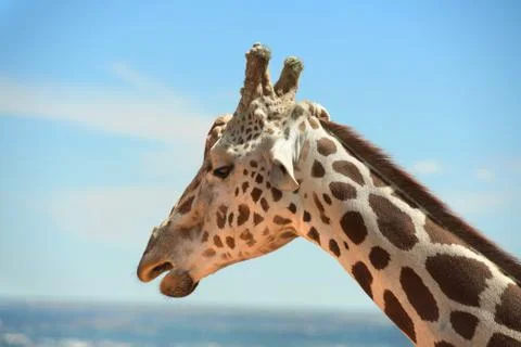 Head of Girafffe outdoors Stock Photos