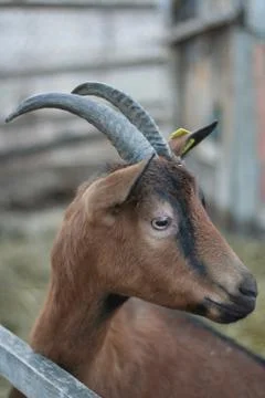 Head of goat Stock Photos