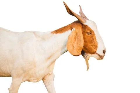 Head of goats isolated Stockfoto's