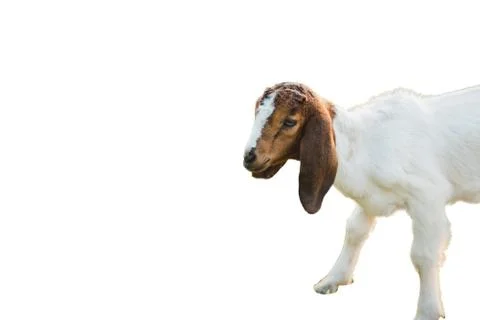 Head of goats isolated Photos