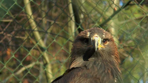 Head of golden eagle in cage  closeup Stock Footage 34255642