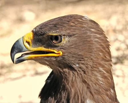 Head golden eagle Stock Photos