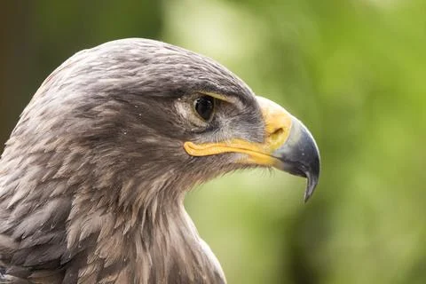 Head of a golden eagle Stock Photos