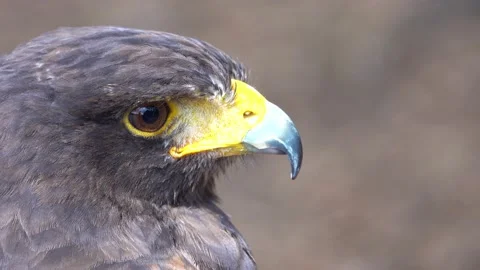 Head of a golden eagle in profile Stock Footage 216191527