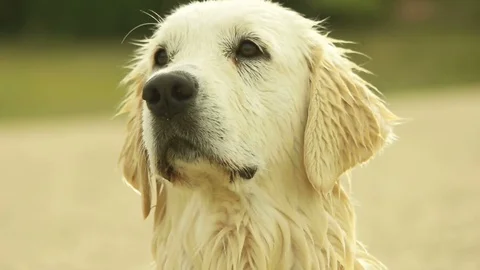 Head of a golden retriever, close-up Stock Footage 77637634