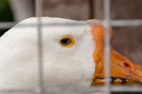 Head of the goose close up a cheerful muzzle Stock Photos