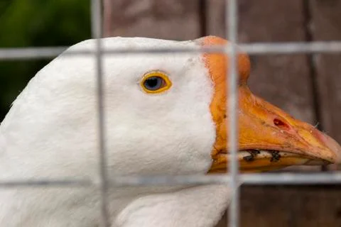 Head of the goose close up a cheerful muzzle Stock Photos