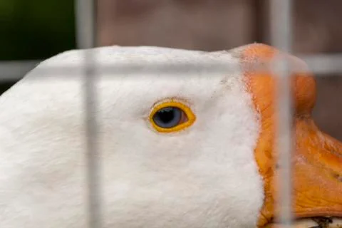 Head of the goose close up a cheerful muzzle Foto stock