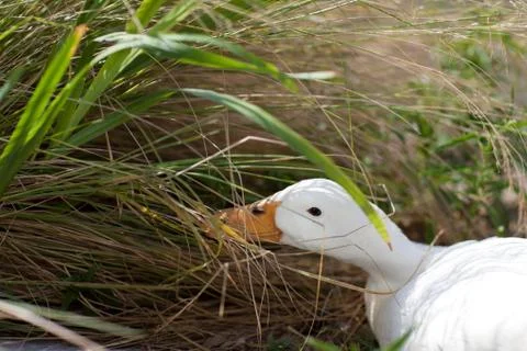 Head of the goose Stock Photos