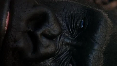 Head of gorila Stock Photos