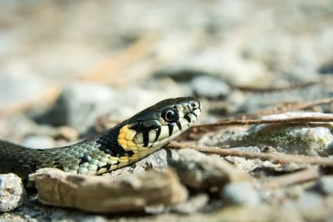 The head of grass snake, natrix natrix crawling on the ground Stock Photos