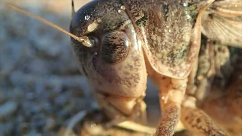Head of grasshopper Stock Footage 150558886