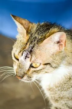 Head of a gray and black cat Stock Photos