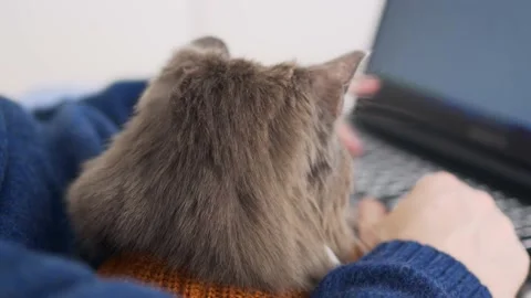 The head of a gray cat close-up, which sits in an embrace with its owner and Stock Footage 171968399