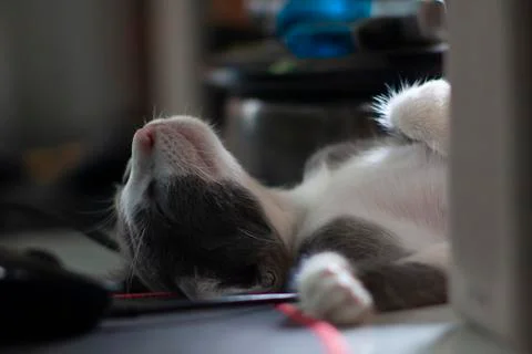 Head of a gray cat sleeping on a Computer Table.Cat pet sleeping on work desk Stock Photos