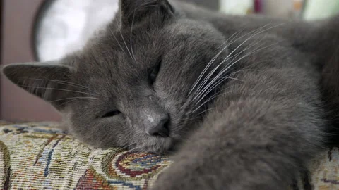 Head Of Gray Cat Sleeps And Rests On The Sofa. A Cat Lying On The Couch Inside T Stock Footage 142595594