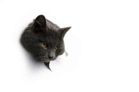 The head of a gray cat on a white background. Stock Photos