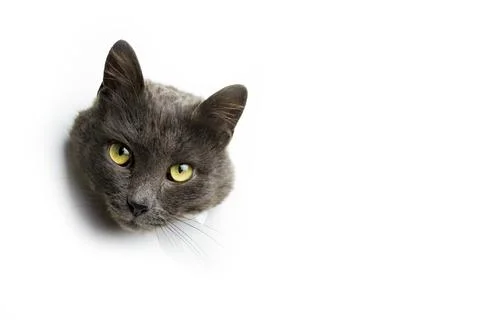 The head of a gray cat on a white background. Stock Photos