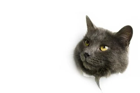 The head of a gray cat on a white background. Stock Photos