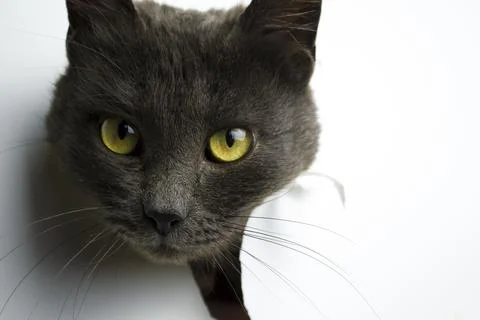 The head of a gray cat on a white background. Stock Photos