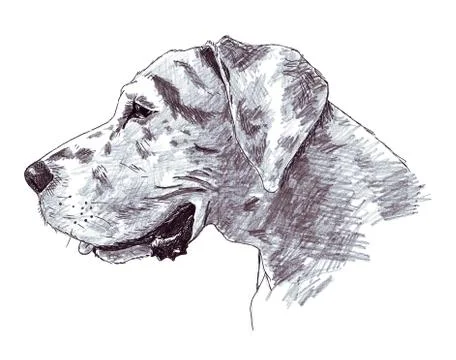 A head of a great dane Stock Illustration