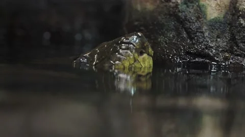 Head of green anaconda (Eunectes murinus) Stock Footage 163711387