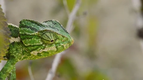 Head of green common chameleon looking around in a branch Stock Footage
