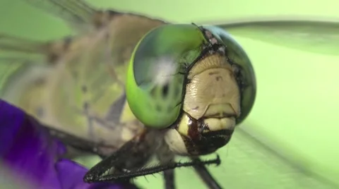 Head green Darner dragonfly insect macro hd Stock Footage 40242068