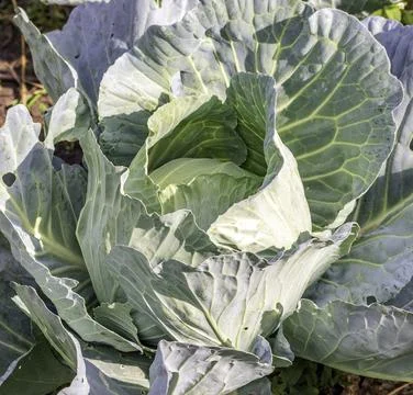 Head of green fresh cabbage 스톡 사진