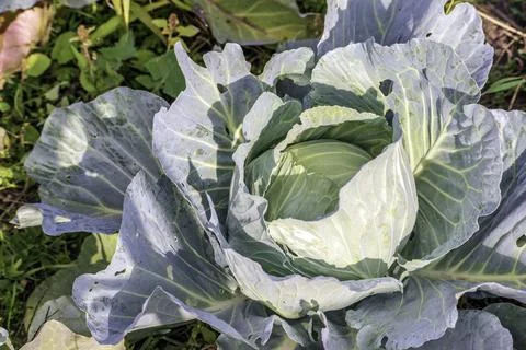 Head of green fresh cabbage Stock Photos