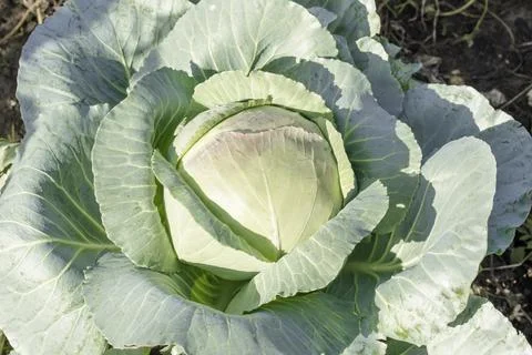 Head of green fresh cabbage Stock Photos
