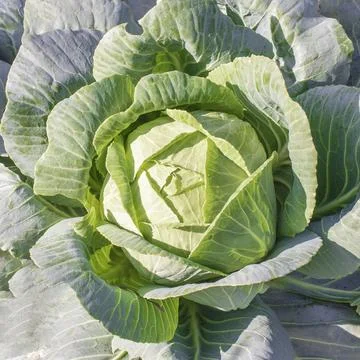 Head of green fresh cabbage Stock Photos