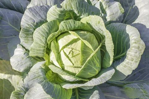 Head of green fresh cabbage Stock Photos