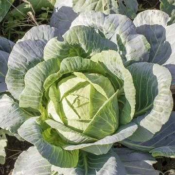 Head of green fresh cabbage Stock Photos