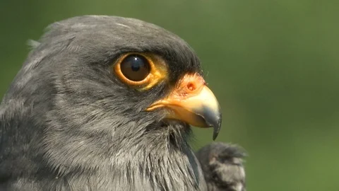 Head of a grey bird common kestrel (Falco tinnunculus) Stockbeeldmateriaal 90754653