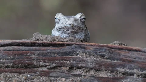 Head Of Grey Foam-nest Tree Frog In The Forest In Africa. - close up shot Stock Footage 265130412