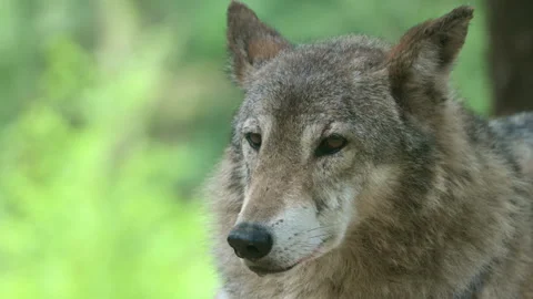 Head Of Grey Wolf Looking Around In Its Habitat. - closeup shot Stock Footage 276723267
